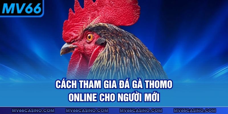 Cách tham gia đá gà Thomo online cho người mới Cách tham gia đá gà Thomo online cho người mới