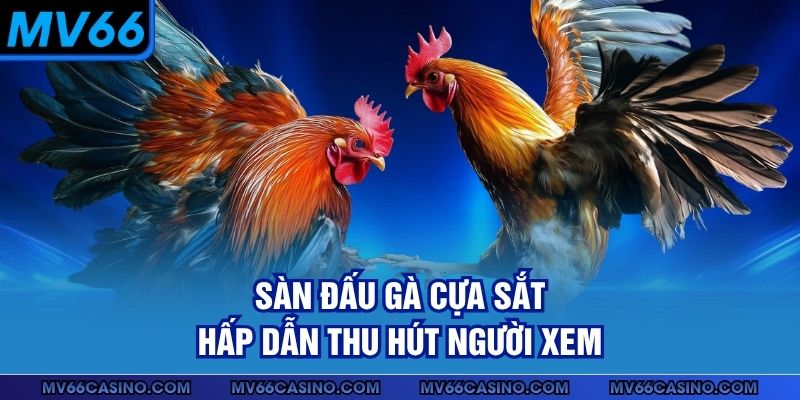 Sàn đấu gà cựa sắt hấp dẫn thu hút người xem Sàn đấu gà cựa sắt hấp dẫn thu hút người xem