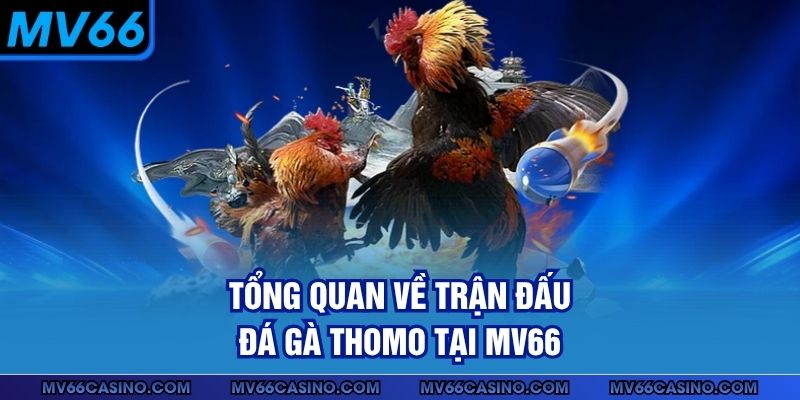 Tổng quan về trận đấu đá gà Thomo tại MV66 Tổng quan về trận đấu đá gà Thomo tại MV66